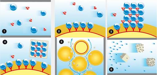 biomineralisatie 1