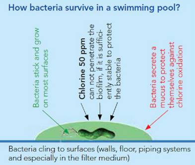 bacterien in zwembadfilter